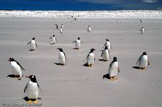 Eselspinguin (94 von 97).jpg